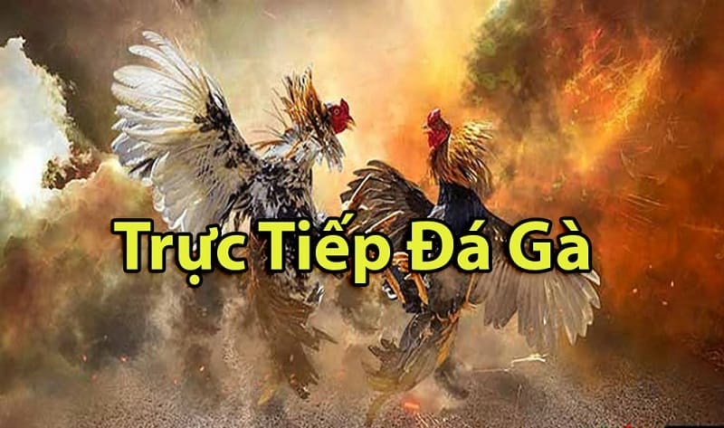 https://www.ieatr.com/tim-hieu-ve-da-ga-thomo-campuchia/