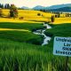 Is Undeveloped Land a Good Investment?
